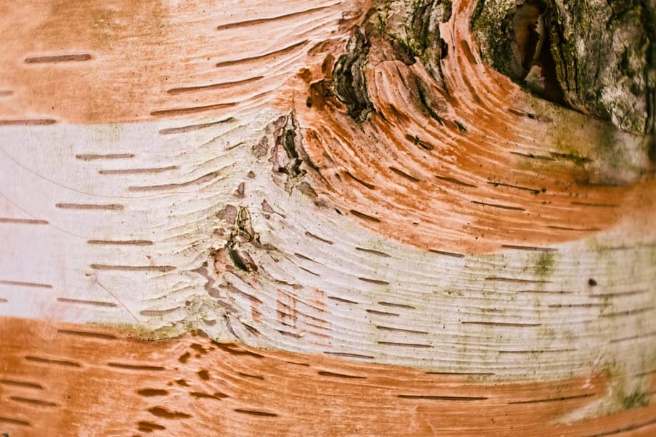 Layered birch bark surface with flowing natural patterns.